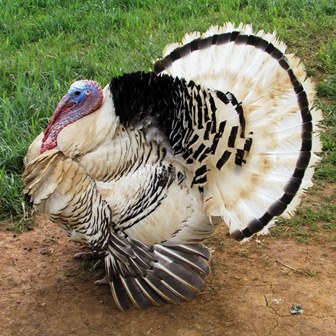 Royal Palm Turkey